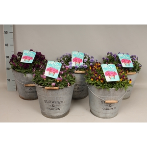Viola/Bellis Zinken Emmer met waterreservoir