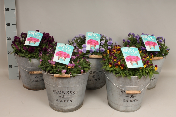 <h4>Viola/Bellis Zinken Emmer met waterreservoir</h4>