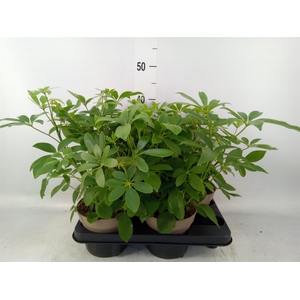 Schefflera arbor.   ...