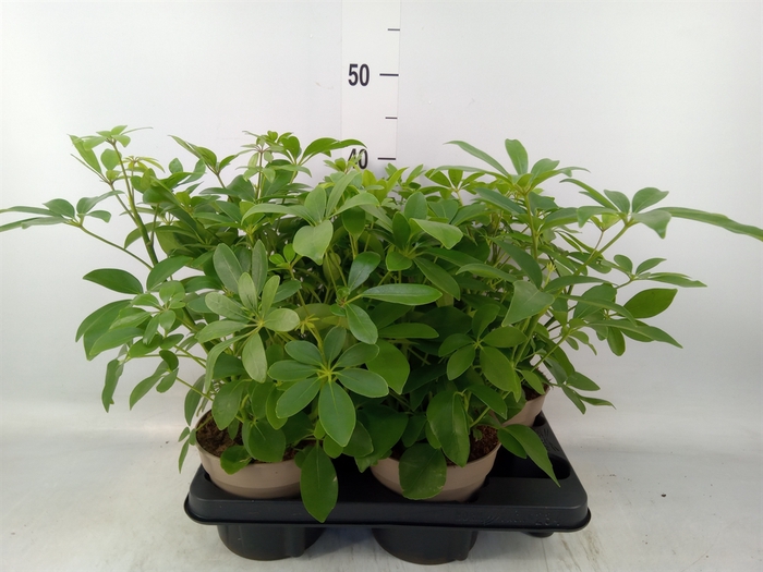 <h4>Schefflera arbor.   ...</h4>