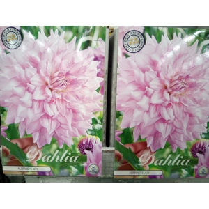 Dahlia   ...flowerbulbs