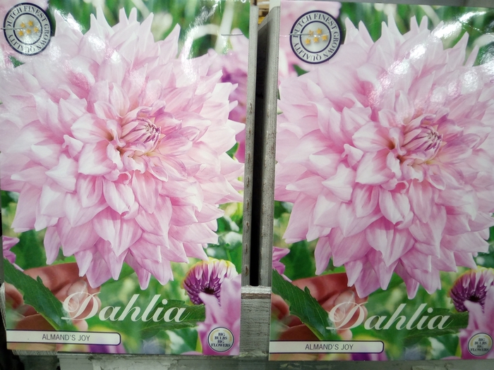 <h4>Dahlia   ...flowerbulbs</h4>