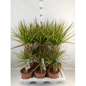 Dracaena marg. 'Sunray'