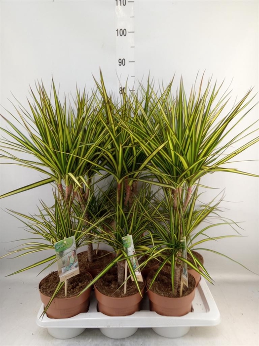 <h4>Dracaena marg. 'Sunray'</h4>