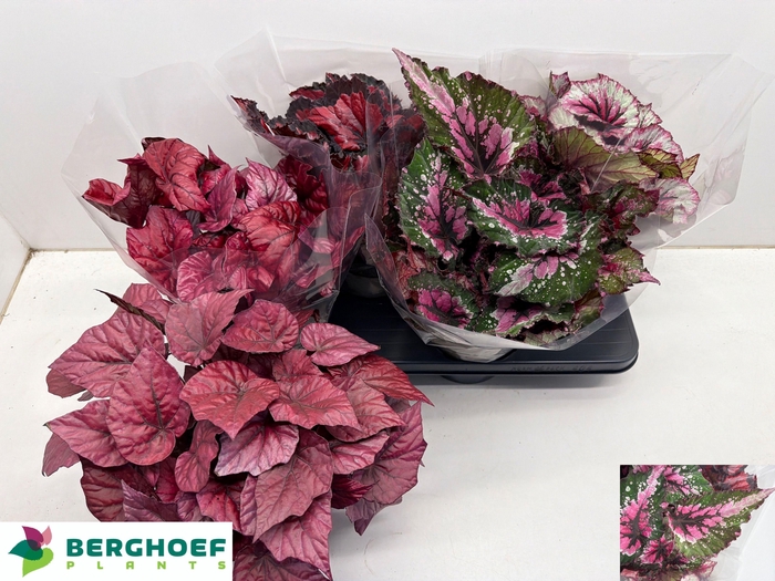 <h4>BEG BEL GEM</h4>