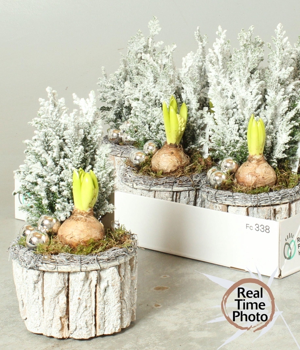 <h4>Arr Tuinplanten</h4>