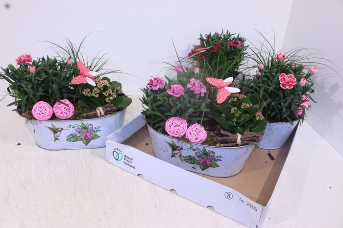 <h4>ARR TUINPLANTEN</h4>