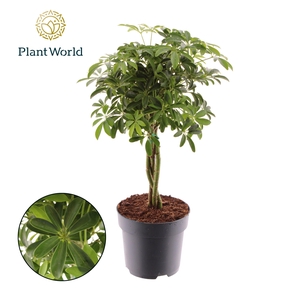 Schefflera Luseana gevlochten stam