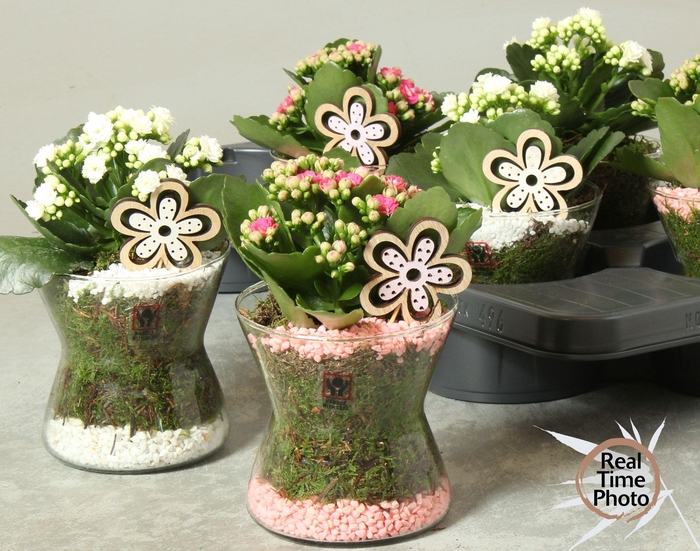 <h4>ARR KAMERPL</h4>