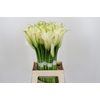 Zantedeschia Eydolls White