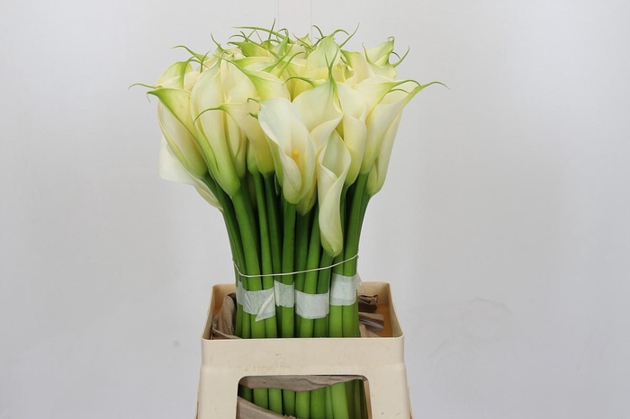 Zantedeschia Eydolls White