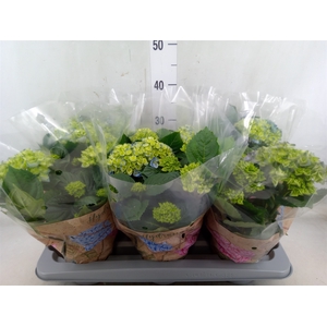 Hydrangea mac. 'Early Blue'