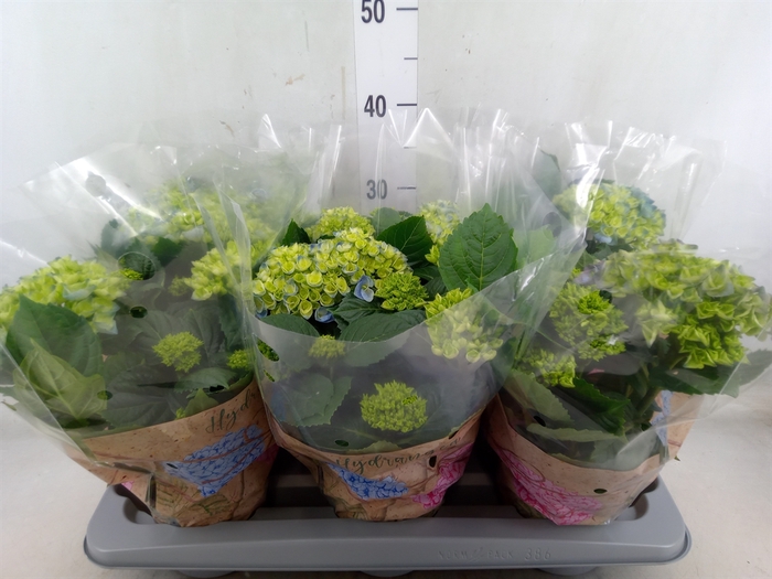<h4>Hydrangea mac. 'Early Blue'</h4>