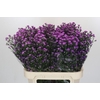 Aster Baby Pink