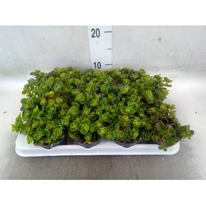 Sedum album 'Coral Carpet'