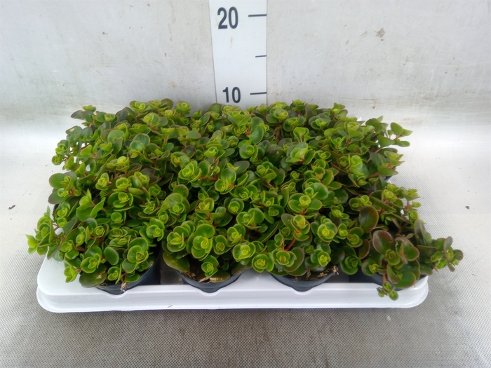 <h4>Sedum album 'Coral Carpet'</h4>
