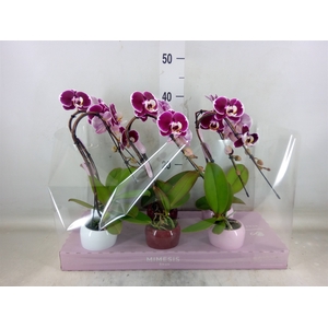 Phalaenopsis   ...red