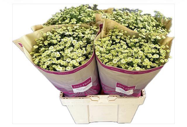 <h4>TANA PA RIO</h4>