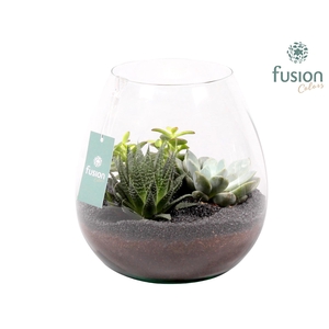 Green Bottle Abby Large met Succulenten