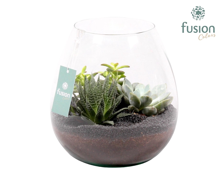 <h4>Green Bottle Abby Large met Succulenten</h4>