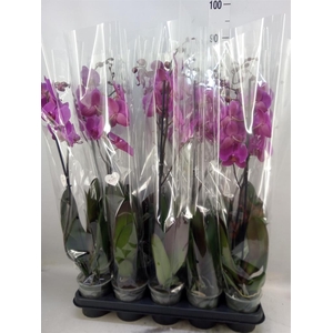Phalaenopsis   ...lilac