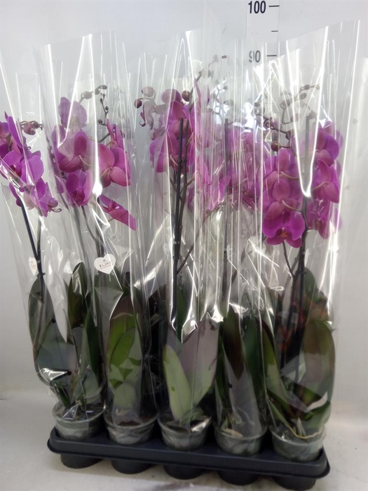 <h4>Phalaenopsis   ...lilac</h4>
