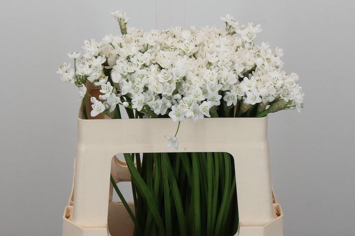 <h4>Allium Flocon</h4>