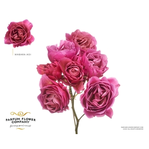 Rosa Spray a Wabara Aoi