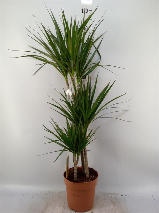 <h4>Dracaena marg.</h4>
