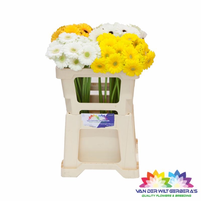 <h4>Germini Spider Mix Spider op rij Water</h4>