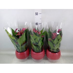 Anthurium andr. 'Pure Purple'