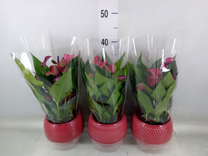 <h4>Anthurium andr. 'Pure Purple'</h4>