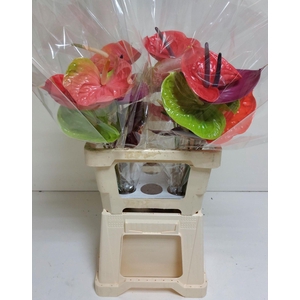 Anthurium Mix Simply Red