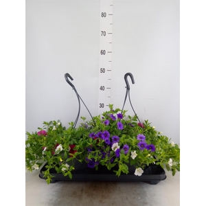Calibrachoa   ...mix