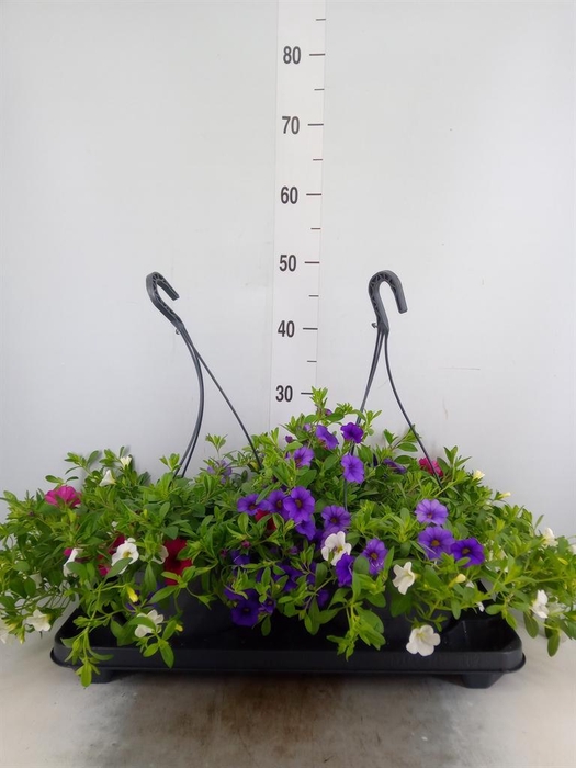 <h4>Calibrachoa   ...mix</h4>