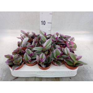 Tradescantia cerinth. 'Nanouk'