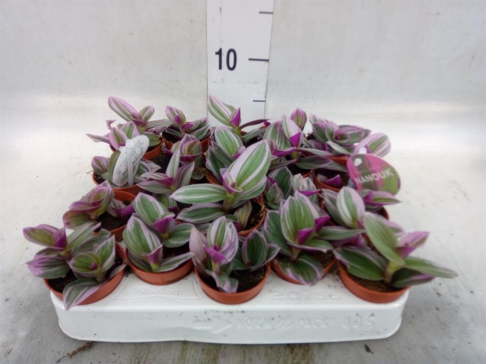 <h4>Tradescantia cerinth. 'Nanouk'</h4>