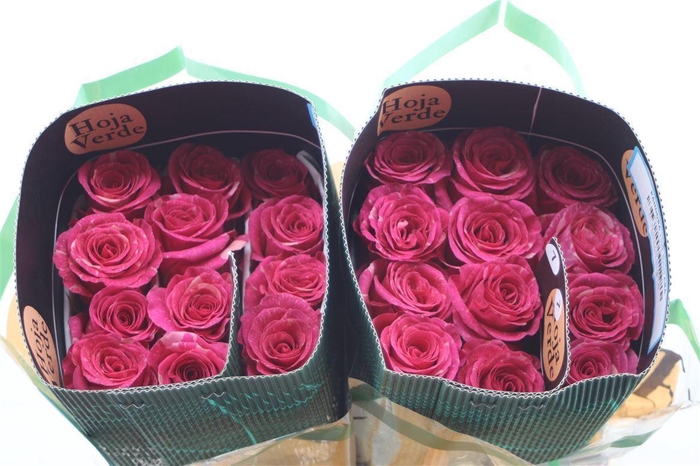 <h4>R Gr Eq Pandora</h4>