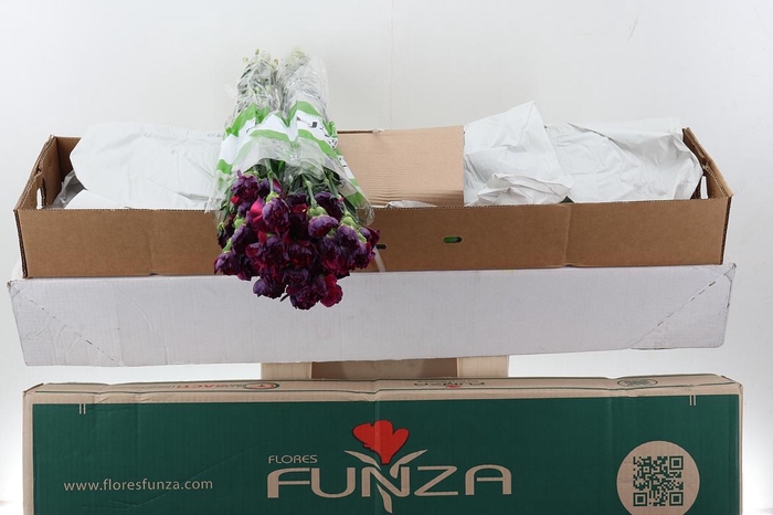 <h4>Di St Tatis Box</h4>