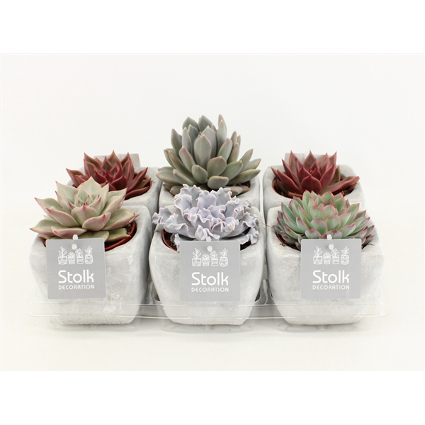 <h4>Echeveria Mix 10,5 in vierkant stone pot</h4>