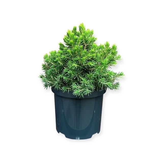 <h4>Picea a. 'Tompa'</h4>