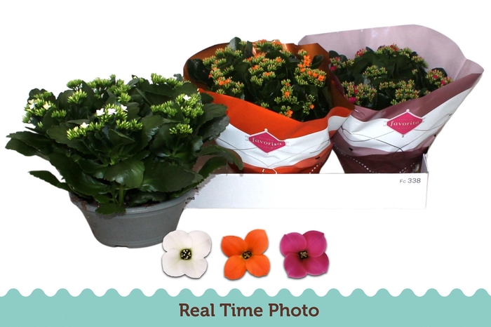 <h4>KAL EN GEM 3 KL</h4>