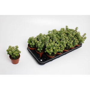 Crassula Perforata