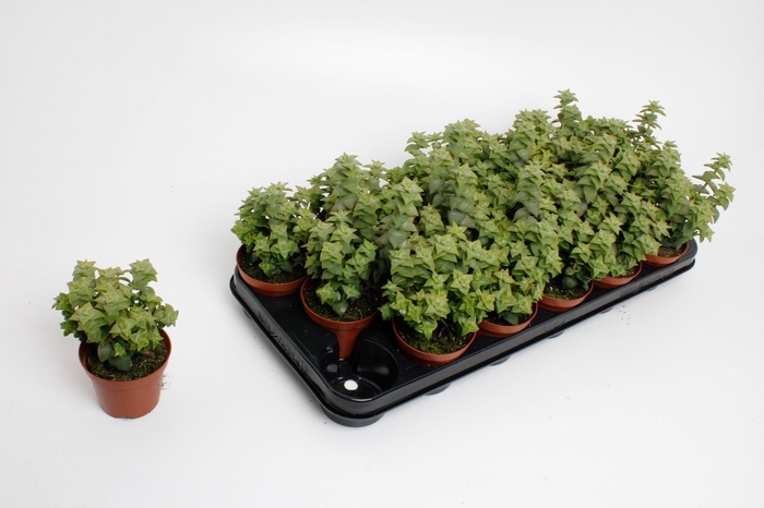 <h4>Crassula Perforata</h4>