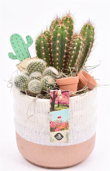 <h4>Keramiek pot wit/roze 14cm</h4>