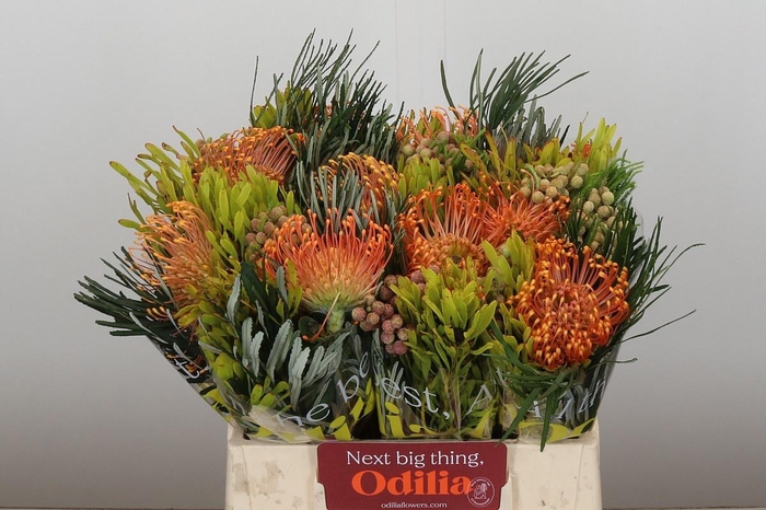 <h4>LEUCO CO OV</h4>