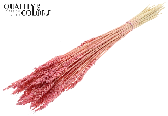 <h4>Triticum per bunch Intense Frosted Pink</h4>