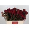 Leucadendron Blush Spray