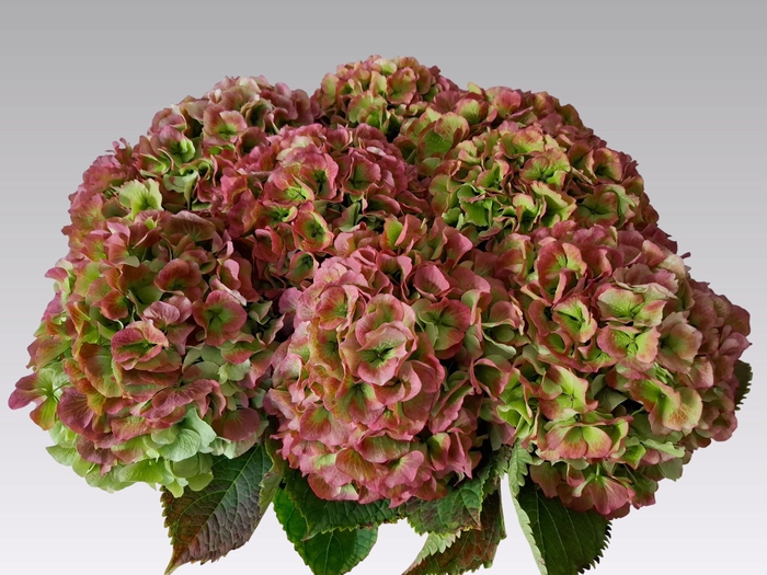 <h4>HYDR M CH VERENA CL</h4>