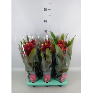 Guzmania  'Salinas'